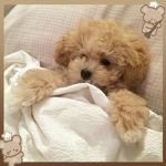 ୨୧ cute animal shop