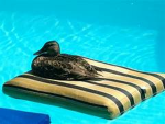 Ducks of the land