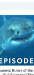 Sharks fight