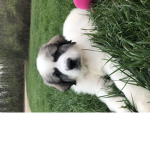 Puppy puppy puppy puppy………. Cat cat