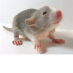 The Cheesy Mice