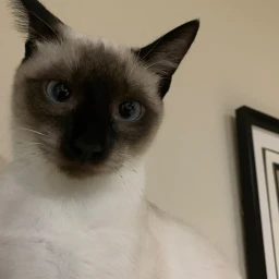 escape derek chen's cat icon
