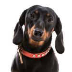 Dachshund