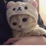 xbunnys_aestheticx