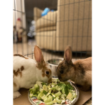 Bunny-Bobo Group