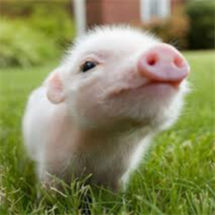 Cute Pig! Roblox decal