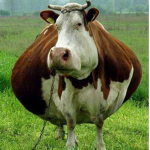 >~Moo Squad~<