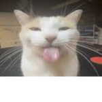 Very Cool Cat Group