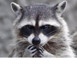 Raccoon Hangout