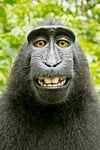 MONKESsSsSsSsSsS