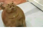 chinchilla rodent
