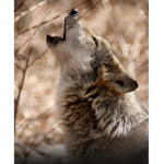 Wolves Rule!!!!!!!