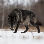 BlackWolf_321
