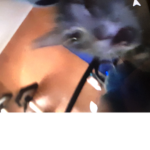 Just another furry community group UvvU