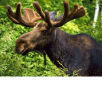 MooseDevelopments
