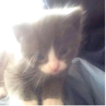 kitty katcha