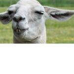 The lama/duck squad