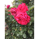 Olivia’s flowerz