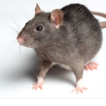 Rat Squad Official