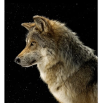 Wolves Riding Academy