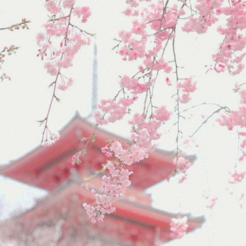 🌷 Sakura Vibe Place 🌷