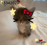 lilcym