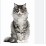 Cat Soldier