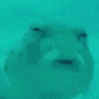 The Fish Meme Roblox decal