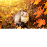 Ilove_ animals
