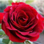 Rose Petal Stables Original