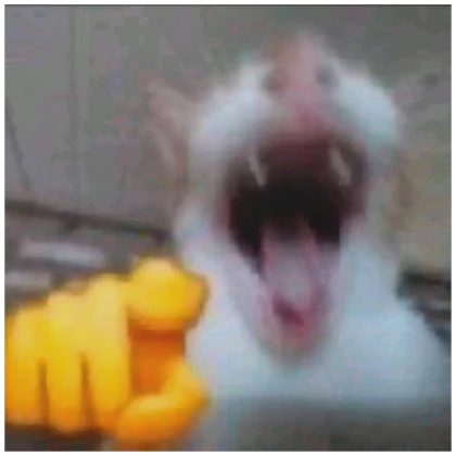CAT LAUGHING PFP | Roblox Item - Rolimon