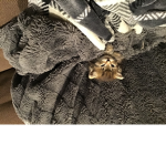 Mia and Angus the kitty’s