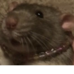 *~ RAT DOLLZ ~*