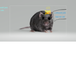 Cats dumb rats smart