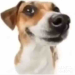 You like dog gamer?