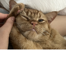 길냥이 부대