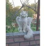 gothxcat