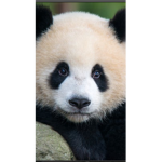 I Luv Pandaz