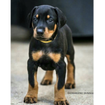 Puppies 4 life