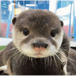 Otter Club!