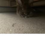 Little bunnies are so cute