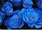 <3 ~Blue Rose Aesthetics~ <3