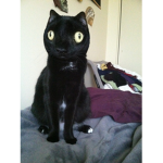 cat gr