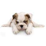 Puppy.Co
