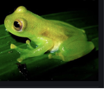 Frog Kingdom !!!