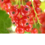 Berry-Cafe