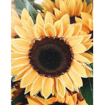 */Sunflower/*