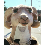 Thy Rams