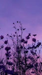 *+*• lavender Queens •*+*