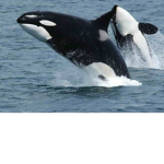 Orca Love :D